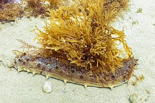 <i>Holothuria arguinensis</i> Species of sea cucumber