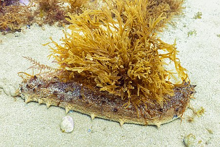 Cohombro de mar pardo (Holothuria arguinensis), Parque natural de la Arrábida, Portugal, 2020-07-23, DD 34