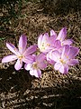 Colchicum cilicicum 'Purpureum'