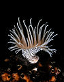 19 Colonial anemone zebra