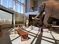 Foto dari sebuah galeri di Museum of Idaho, termasuk kehidupan-ukuran Columbian mammoth replika.