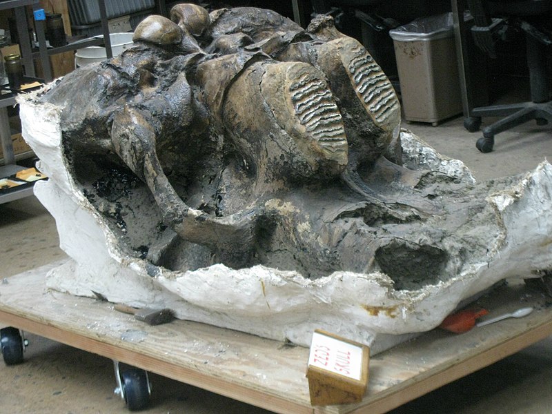 File:Columbian mammoth Zed's skull .jpg