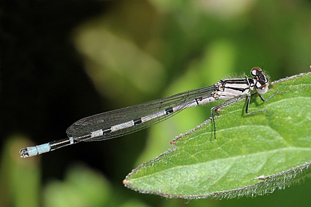 Immature male common blue damselfly (Enallagma cyathigerum)