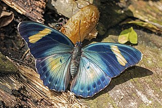 <i>Euphaedra</i> Genus of brush-footed butterflies