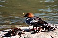 slika 3a. Mergus merganser (ženka sa mladima)