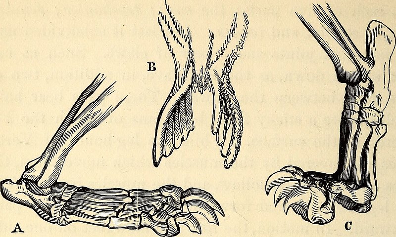 File:Comparative zoology, structural and systematic - for use in schools and colleges (1883) (20048343804).jpg
