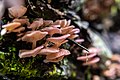 * Nomination Basidiocarps growing on the bark of a Quenual tree, Huascaran National Park, Peru --Felino Volador 02:02, 7 June 2024 (UTC) * Decline DoF too shallow IMO. --Peulle 08:34, 7 June 2024 (UTC)
