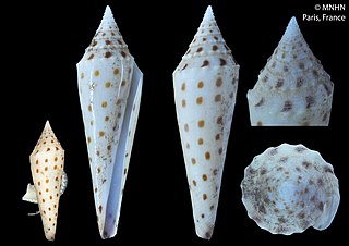 <i>Conasprella mazei</i>