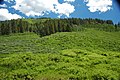 Conifer forest (Freeman Ridge, Preuss Range, Idaho, USA) 4 (49407498987).jpg