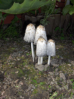 Lawyer's wig, Coprinus comatus, growing under­neath some rhubarb in my garden in Sweden.