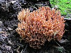 Red coral fungus