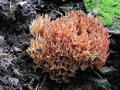 Red coral fungus