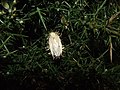 Cordyceps tuberculata on a noctuid moth - geograph.org.uk - 1170559.jpg