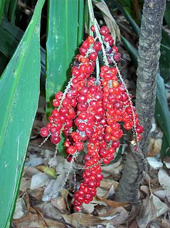 <i>Cordyline petiolaris</i> Species of flowering plant