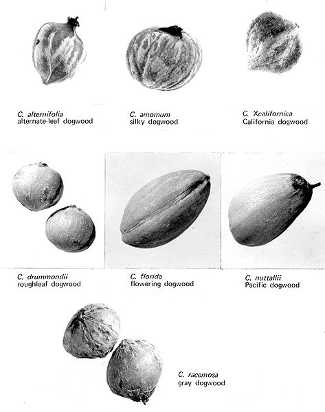 File:Cornus seeds.jpg