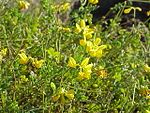 Coronilla minima0. jpg