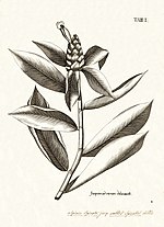 Thumbnail for File:Costus spicatus 1763 N J Jacquin.jpg