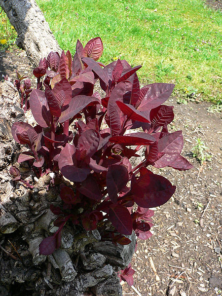 File:Cotinus coggygria.jpg