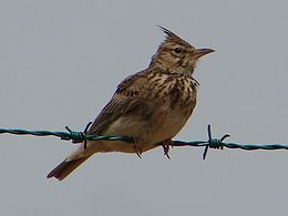 Kuoduotasis vieversys (Eremophila alpestris)