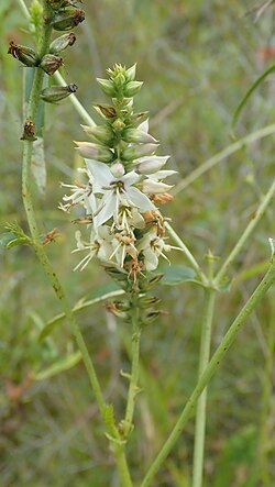 Coutoubea spicata 242025764.jpg