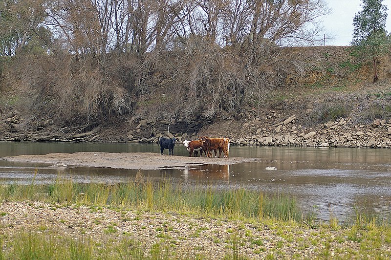 File:Cows on a sand island in the Murrumbidgee River.jpg