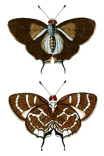 <i>Thereus</i> genus of insects