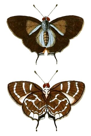 <i>Thereus</i> Butterfly genus in family Lycaenidae