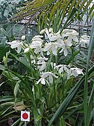 Crinum jagus