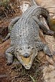 Crocodile - panoramio (1).jpg