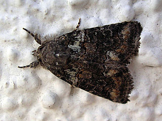 <i>Bryophila ravula</i> Species of moth