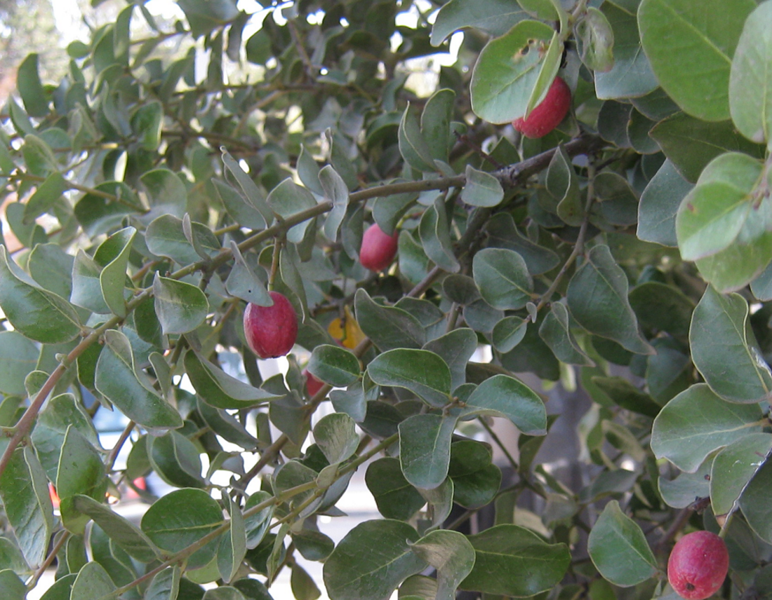 Cryptocarya rubra