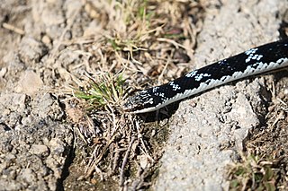 <i>Caraiba</i> Genus of snakes