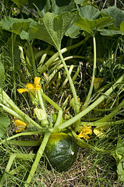 Planta de tronco, flores femeninas y masculinas y un zapallito madurando en la planta.