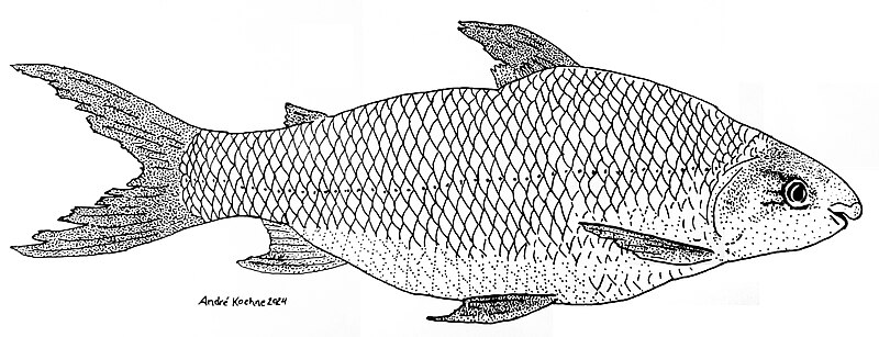 File:Curimatá-pioa (Prochilodus costatus) by André Koehne.jpg