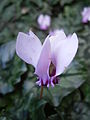 Cyclamen hederifolium flower