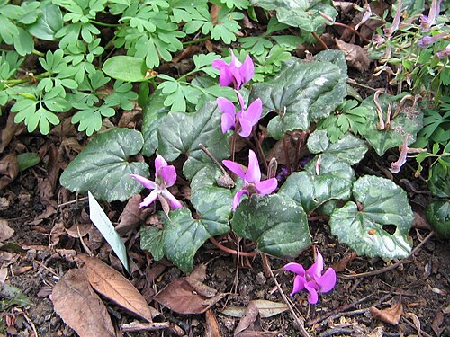 Cyclamen pseudibericum02.jpg