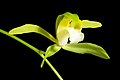 Cymbidium erythraeum var. flavum