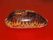 A shell of Chelycypraea testudinaria, lateral view, anterior end towards the right Cypraeidae - Chelycypraea testudinaria-1.JPG