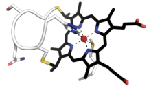 The CXXCH heme binding motif in cytochrome c proteins. Amino acid side chains are shown in white and heme is colored black. Cytochrome-c-CXXCH-heme-binding-pdb-3ZCF.png