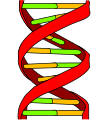 User:Fvasconcellos, 19 December 2007; modification of Image:DNA replication.svg by Mariana Ruiz and László Németh