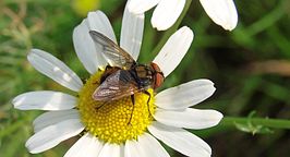 Phasia aurigera