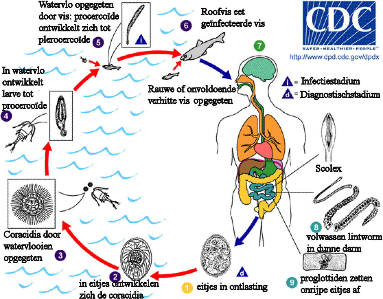 Diphyllobothrium latum жизненный цикл. Цикл развития Diphyllobothrium latum. Цикл развития широкого лентеца схема. Ленточные черви широкий лентец жизненный цикл.