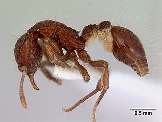 <i>Dacetinops</i> Genus of ants