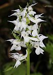 Flower in Mount Haku