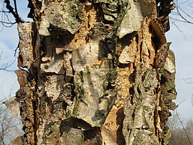 Dahurian Birch (Betula davurica)
