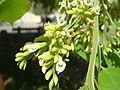 シッソノキ Dalbergia-sissoo の花。米国アリゾナ州テンピーにて。