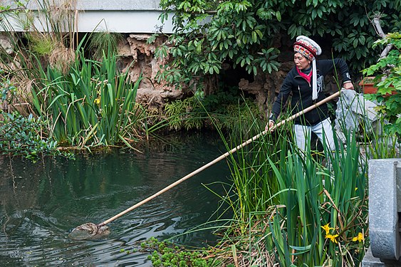 Chinese woman cleaning a fish pond with a brailer