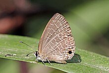 Dark cerulean (Jamides bochus bochus) underside Godavari.jpg