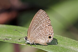 Dark cerulean
Jamides bochus bochus Dark cerulean (Jamides bochus bochus) underside Godavari.jpg