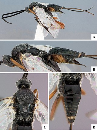 <i>Dasylagon</i> Genus of wasps